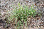 Baltzell's sedge